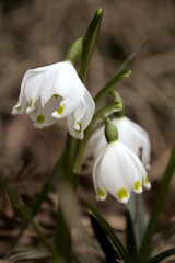 Leucojum vernum; spring snowflakes flowering in Spring cottage garden, Swiss village of Berschis