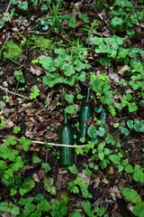 Two green glass bottles lying on dried leaves wnd green clover carpet