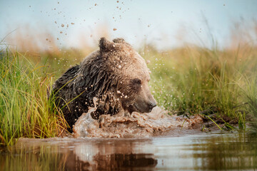 Brown bear splashing in the water
