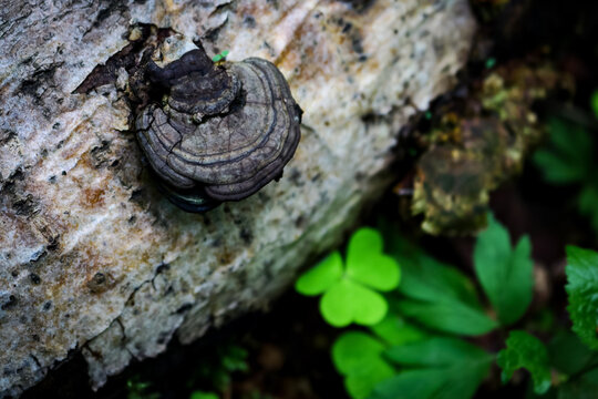 Small wild wood mushroom on fallen tree trunk nature background
