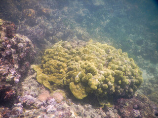 Fototapeta na wymiar Corals and reefs at Boipeba, Bahia, Brazil