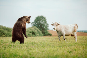 Brown bear hunting a cow
