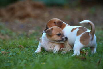 Jack Russel Terrier Welpen auf einer Wiese