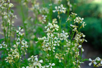 Green arugula blooms with white flowers. Growing fragrant herbs in the garden. Small white arugula...