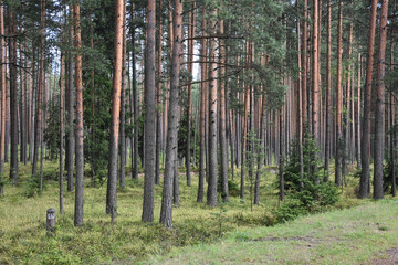 pine forest in summer