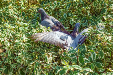 gołębie  © Henryk Olszewski