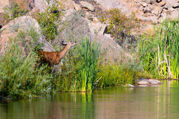 Doe Mule Deer by the South Platte River