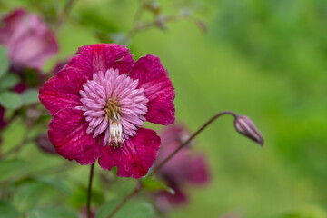 Close up of an Avant Garde clematis flower in bloom