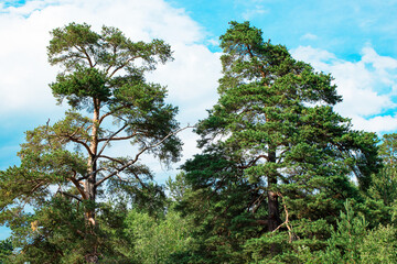 Fototapeta premium Beautiful view of the pine forest. Wild flora, nature