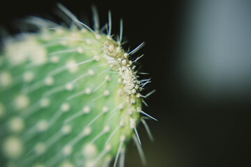 cactus in macro photography on a black background