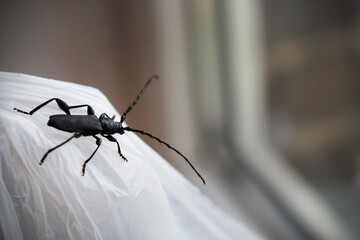 Big black beetle looking through the window sitting on white plastic bag