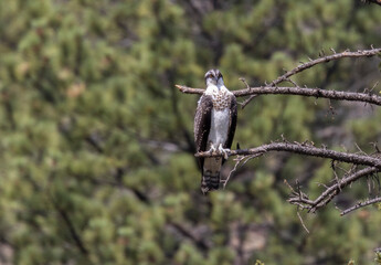 Osprey Family Interacting