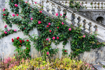 Fragment of a ladder entwined with climbing roses