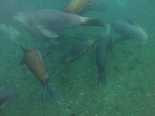 Obraz premium Sea lions