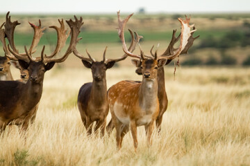 Fallow - Group of male of fallow deer. Dama dama - Beautiful natural grassland with animals.
