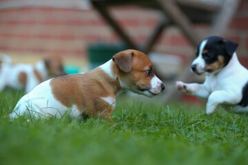 Jack Russel Terrier Welpen auf einer Wiese