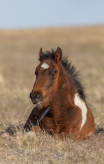 Fototapeta premium Cute Wild Horse Foal in the Utah Desert