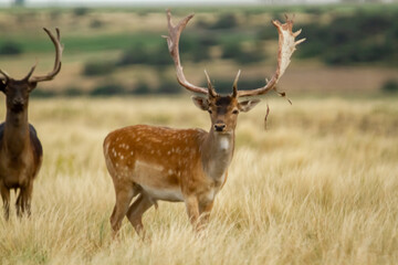Naklejka na ściany i meble Fallow - Group of male of fallow deer. Dama dama - Beautiful natural grassland with animals.