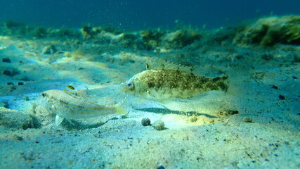 Grey wrasse (Symphodus cinereus) undersea, Aegean Sea, Greece, Halkidiki