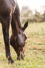 Fototapeta premium A wet horse with raindrops running down on fur. A horse standing in a green pasture during a downpour rain.