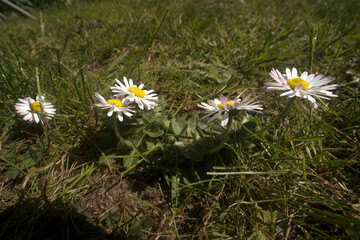 Bellis perennis, Lawn daisy in Spring  beetle's eye-level portrait © elliottcb