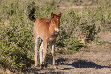 Cute Wild Horse Foal in the Utah Desert