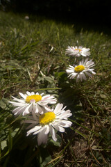 Bellis perennis, Lawn daisy in Spring  beetle's eye-level portrait © elliottcb