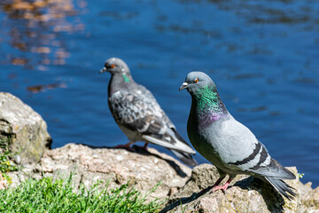 Two pigeons on a rock with blue river water in the background. Doves in the city.