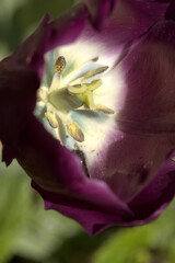 Pistil and stamens of tulip flower © elliottcb