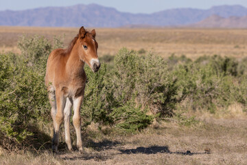 Obraz premium Cute Wild Horse Foal in the Utah Desert