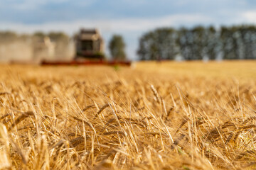 Combine harvester harvests ripe wheat. agriculture image