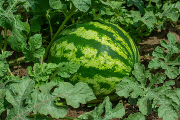 Watermelon grows in the garden. Close-up.