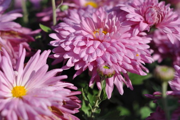 close up of pink chrysanthemum