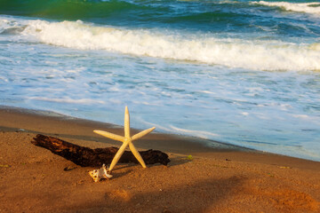 Fototapeta na wymiar Sea object on the shore with waves background