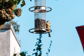 Bird sitting on feeder in garden in sunny weather