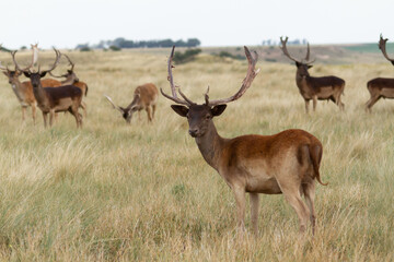 Obraz premium Fallow - Group of male of fallow deer. Dama dama - Beautiful natural grassland with animals.