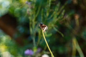 Macro fly on dry blossom in green garden