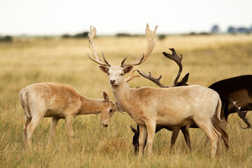 Fallow - Group of male of fallow deer. Dama dama - Beautiful natural grassland with animals.