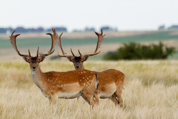 Naklejka na ściany i meble Fallow - Group of male of fallow deer. Dama dama - Beautiful natural grassland with animals.