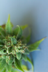 Close-up bump cannabis plant. Concept farm marijuana plantation. Can of cannabis buds CBD.