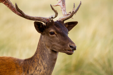 Naklejka na ściany i meble Fallow - Head of male of fallow deer. Dama dama - Beautiful natural grassland with animals.