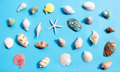 Composition of starfish and exotic sea shells on blue background.
