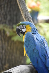 blue and yellow macaw