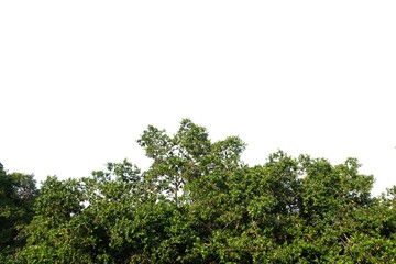 Tropical tree leaves with branches on white isolated background for green foliage backdrop and copy space 