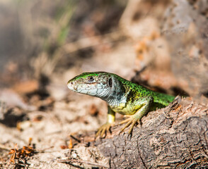 The green lizard peeps out of the mink.