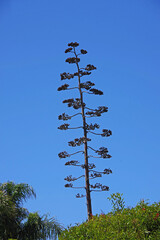 Low angle view of a tall agave flowering stem with blue sky behind