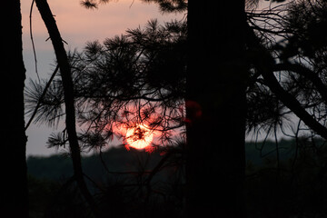 Glowing red sun setting behind silhouette of pine branches