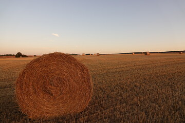 An agricultural field on which are laid out straw haystacks after the harvest of cereals