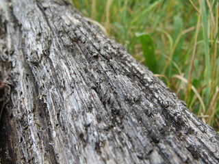 tree bark texture