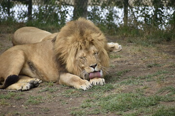 Obraz na płótnie Canvas lion and lioness